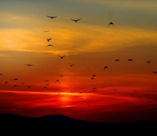 Foto di Antonio Coltellaro, stormo di uccelli al tramonto