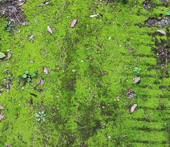 Muschio verde su un sentiero, tra foglie secche e rametti